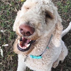 Meet your Posher, Ella